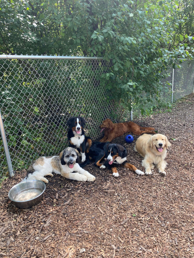 Happy daycare dogs resting after play! 