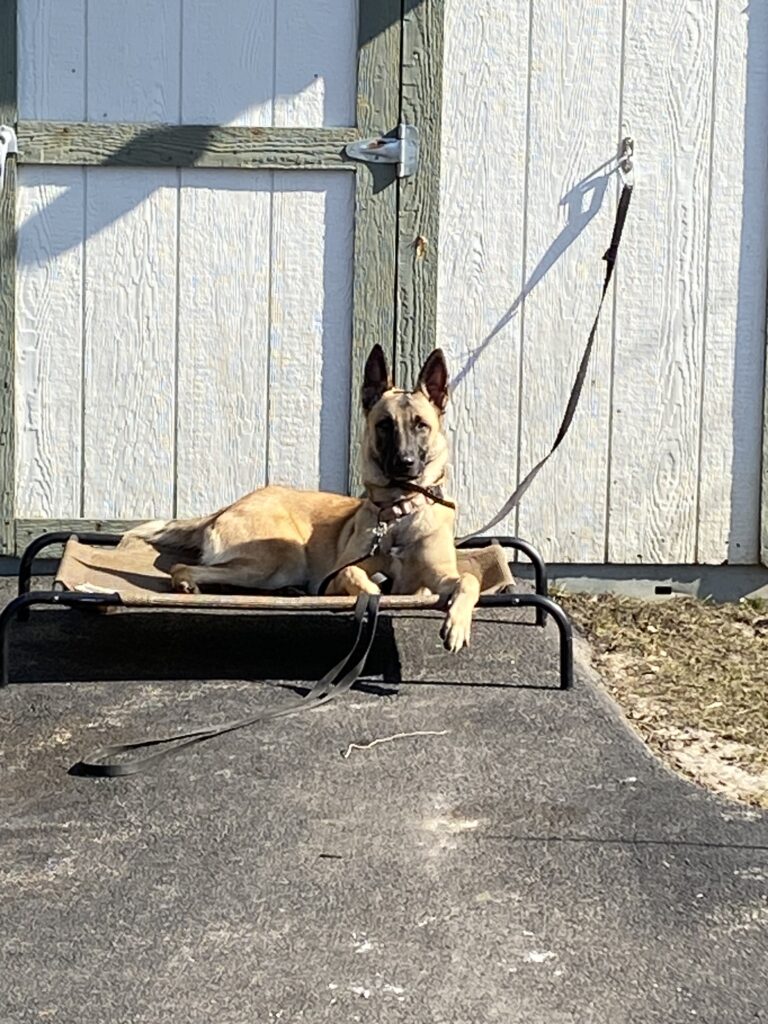 lexi